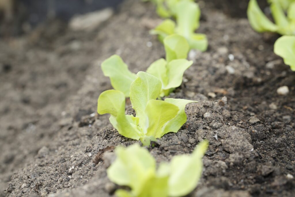 Kjøkkenhage Salat planter