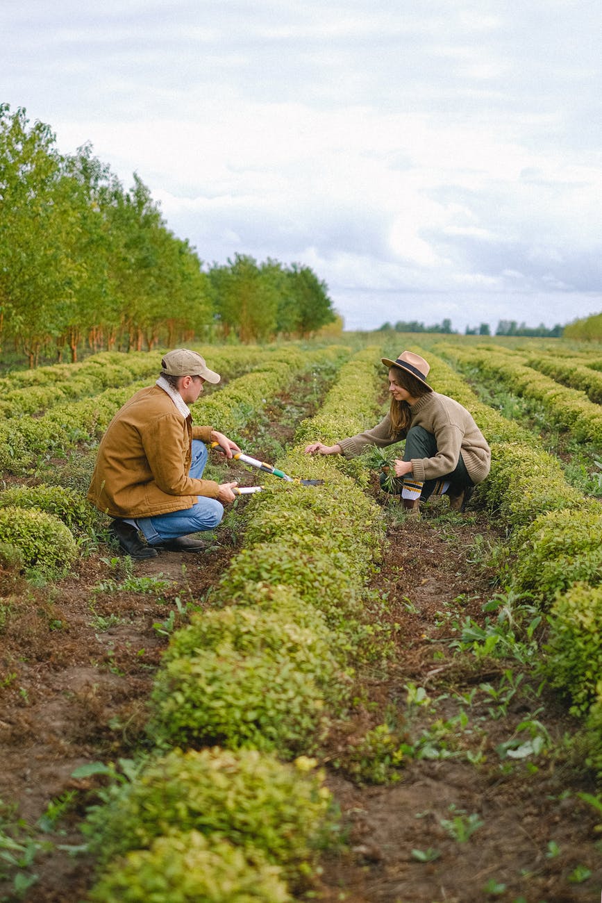 farmers working on plantation with greens