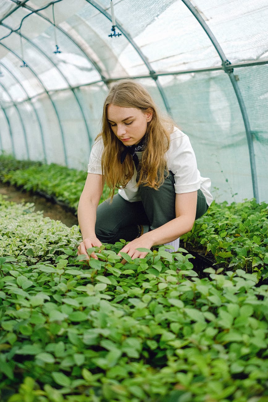 Planter med grønne blader