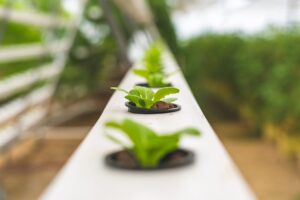 close up photo of lettuce plant using hydroponics farming
