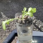 Test ut Aeroponisk dyrking med en flaske Plante artikler 1